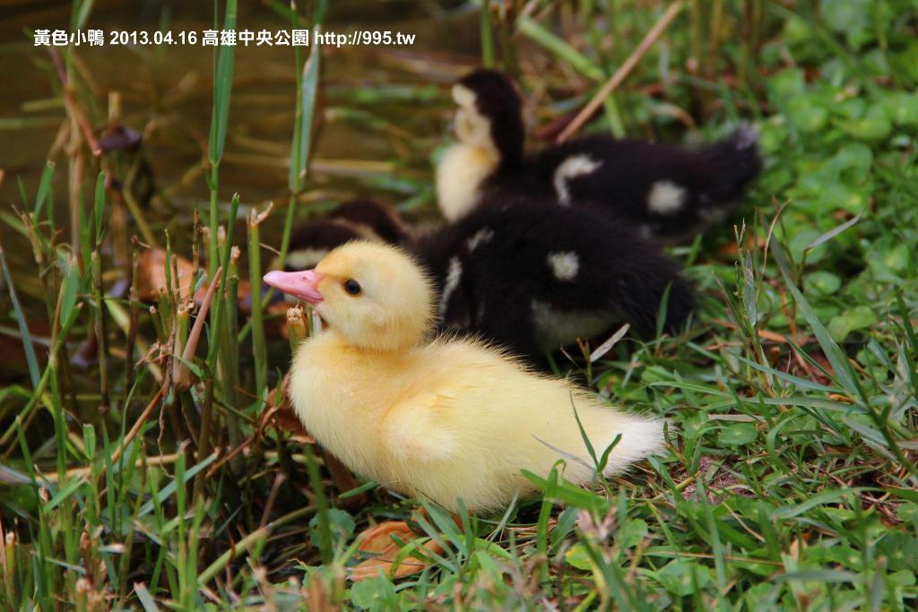 高雄中央公園2013.04.16生的小鴨~ 這次一窩九隻~其中一隻是黃色小鴨(長大後變成白色)